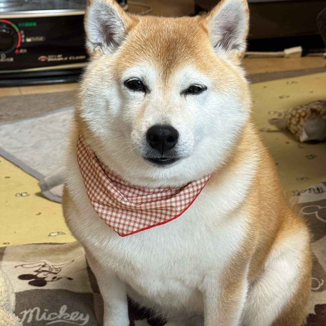 まどか