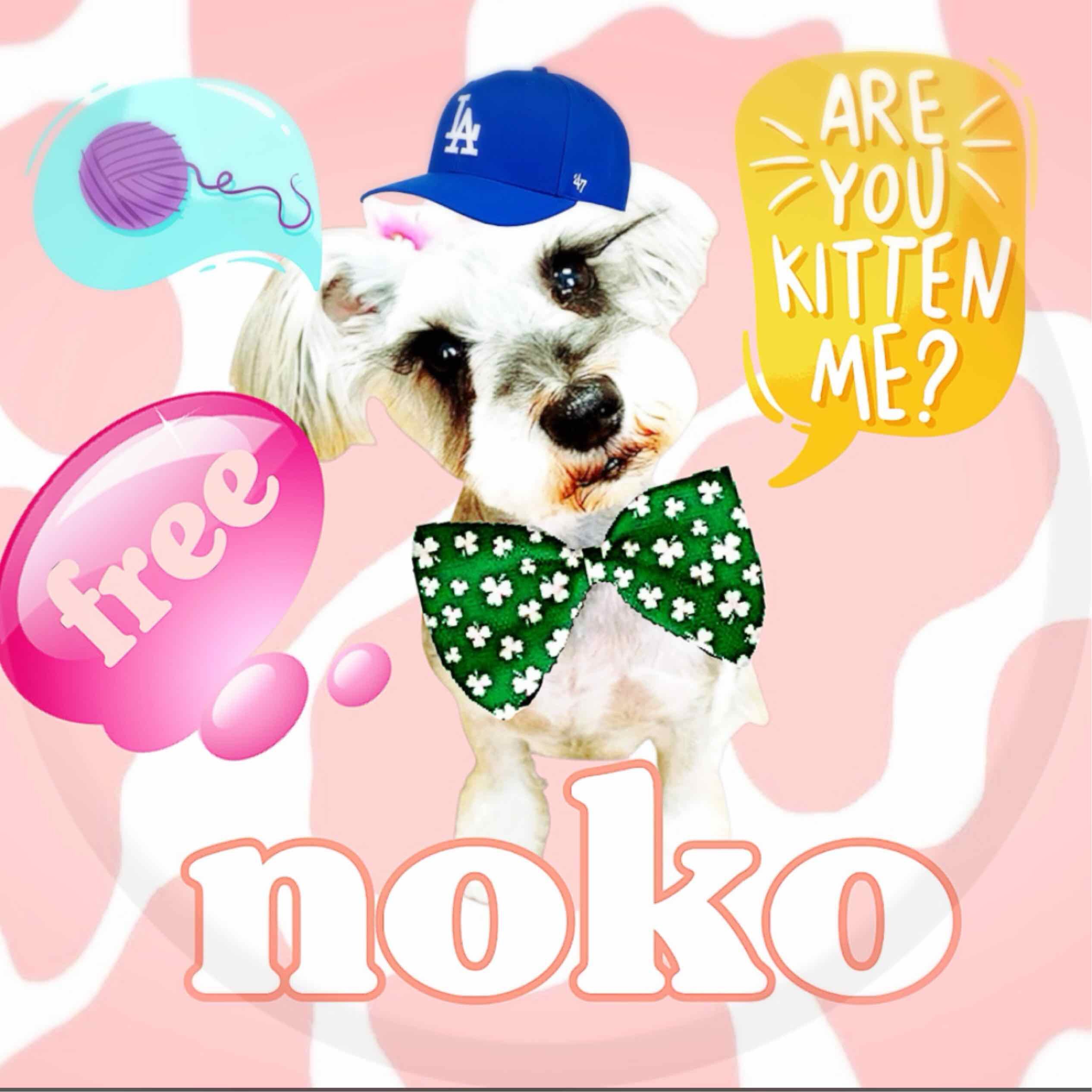 noko@tomochi