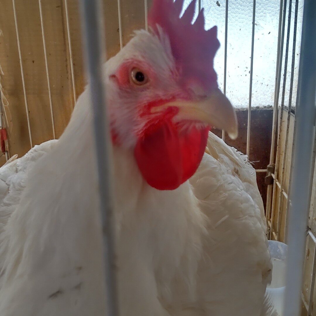 🐓🐾すーさん🐓🐾